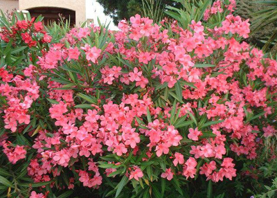 خر زهره ۱