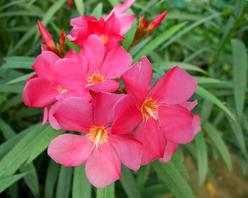 خر زهره
